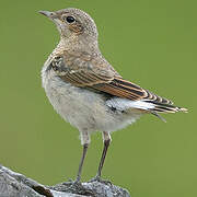 Northern Wheatear