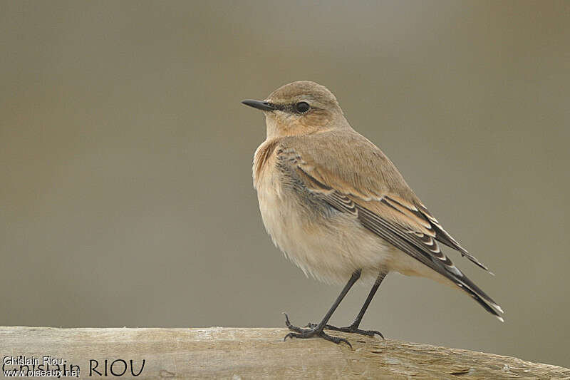 Northern Wheatear female