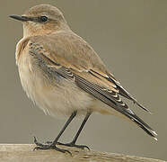 Northern Wheatear