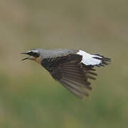 Northern Wheatear