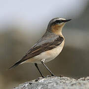 Northern Wheatear