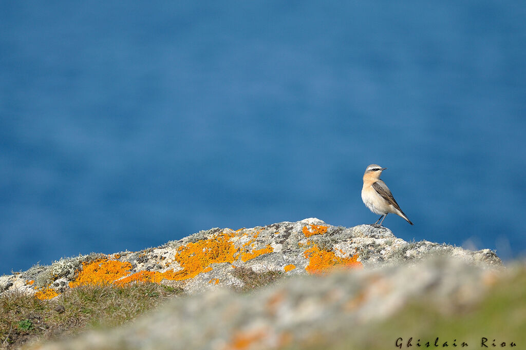 Northern Wheatear male