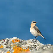 Northern Wheatear