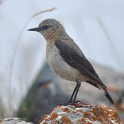 Northern Wheatear