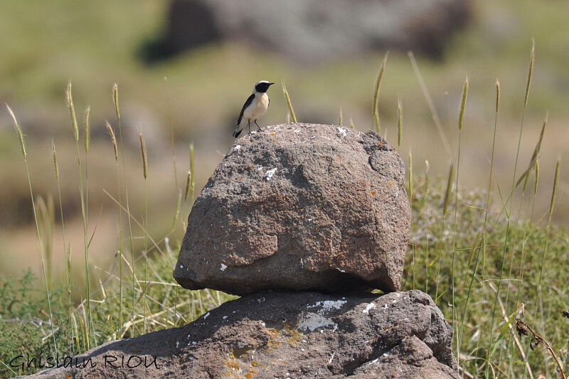 Eastern Black-eared Wheatear