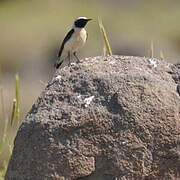 Eastern Black-eared Wheatear