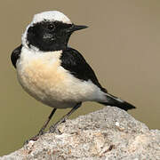 Eastern Black-eared Wheatear