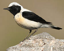 Eastern Black-eared Wheatear