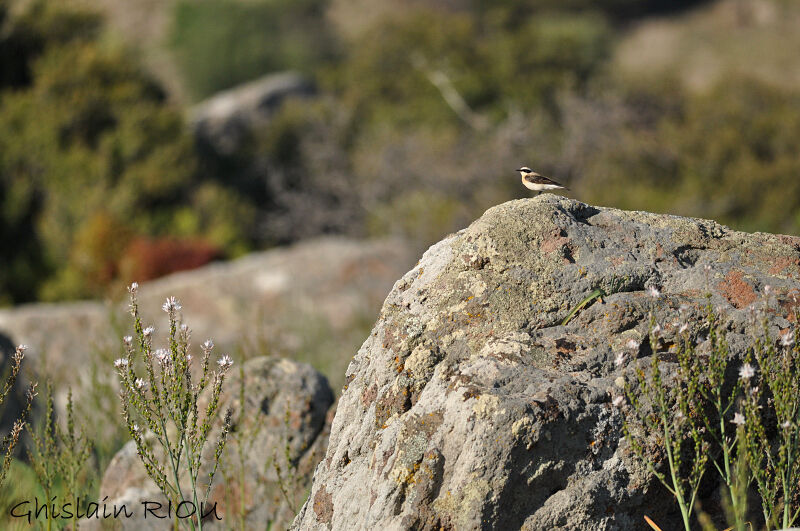 Black-eared Wheatear