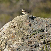 Black-eared Wheatear