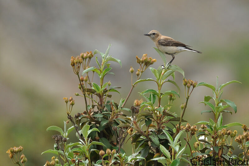 Black-eared Wheatear female