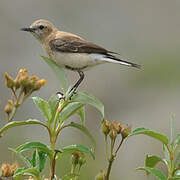 Western Black-eared Wheatear