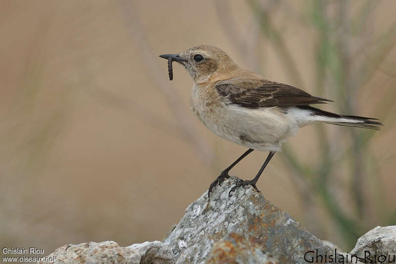 Black-eared Wheatear female adult, feeding habits