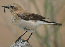 Western Black-eared Wheatear