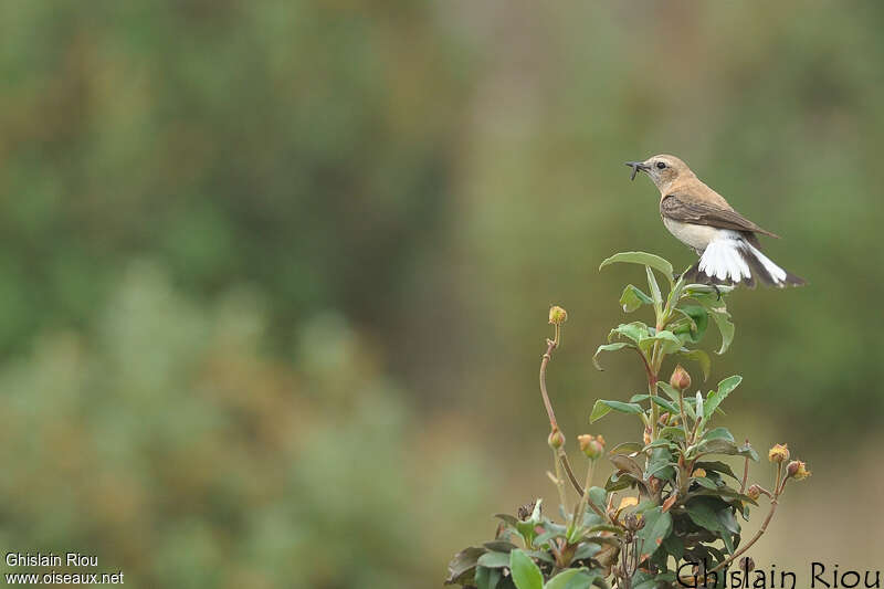 Black-eared Wheatearadult breeding, pigmentation, feeding habits, Reproduction-nesting, Behaviour