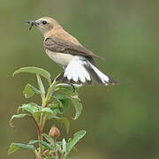 Black-eared Wheatear