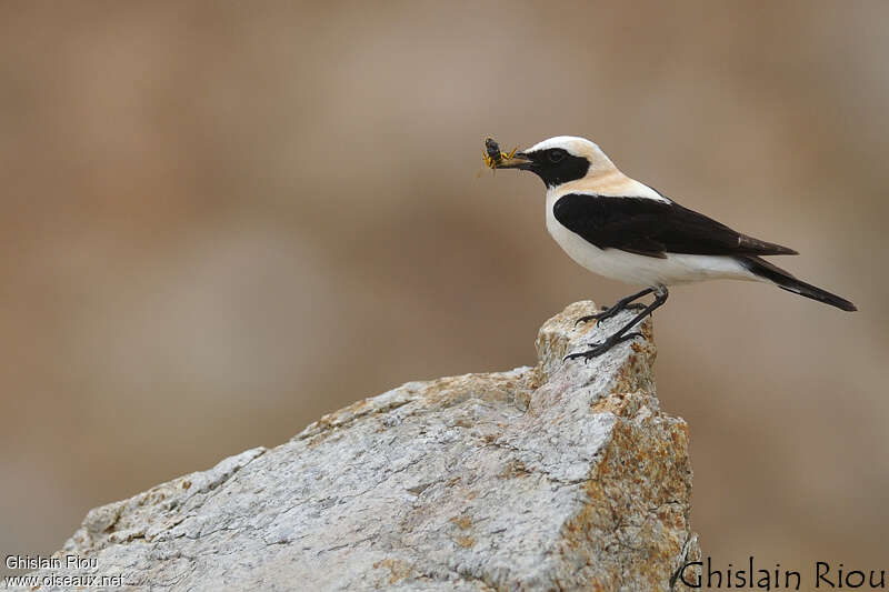 Western Black-eared Wheatear male adult breeding, feeding habits