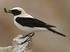 Western Black-eared Wheatear