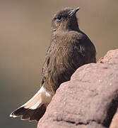 Black Wheatear