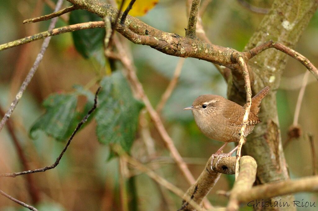 Eurasian Wren