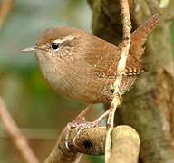 Eurasian Wren