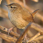 Eurasian Wren