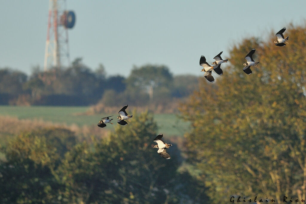 Northern Lapwing