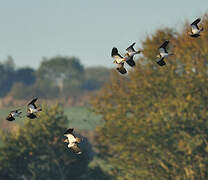 Northern Lapwing