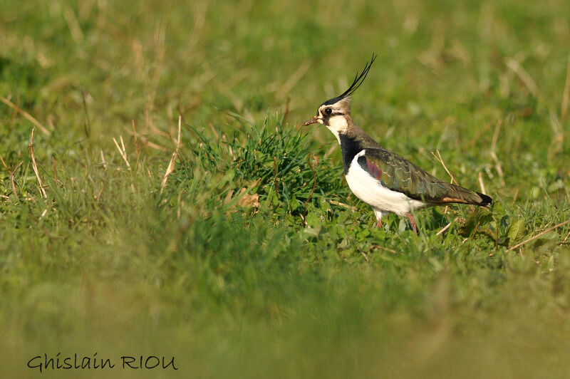 Northern Lapwing