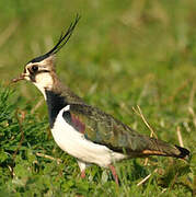 Northern Lapwing