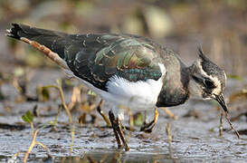 Northern Lapwing