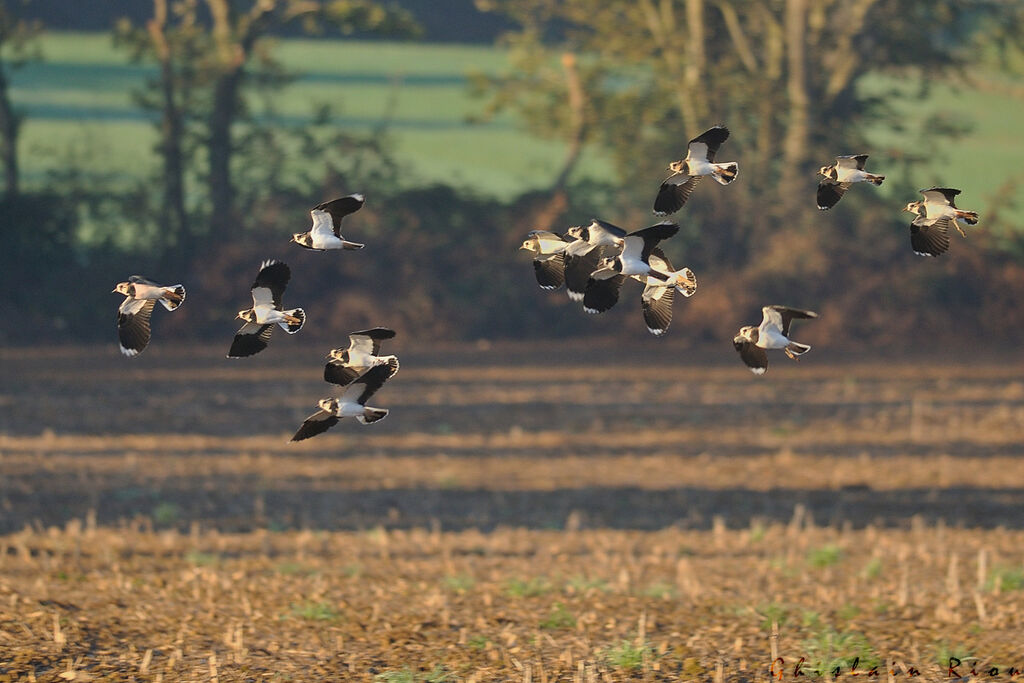 Northern Lapwing