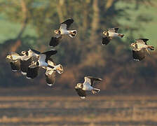 Northern Lapwing