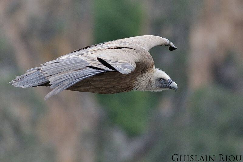 Griffon Vulture