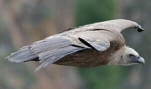 Griffon Vulture