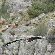 Griffon Vulture