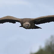 Griffon Vulture