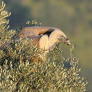 Griffon Vulture