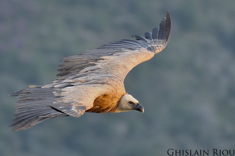 Griffon Vulture