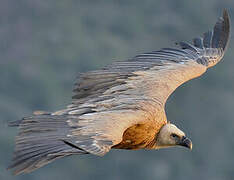 Griffon Vulture