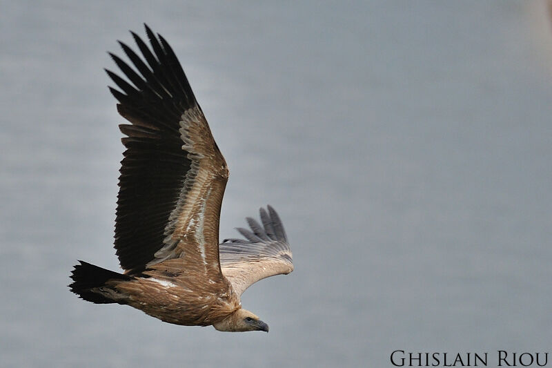 Griffon Vulture