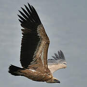 Griffon Vulture