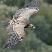 Griffon Vulture