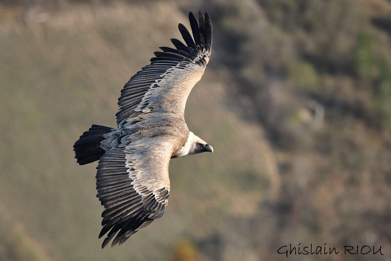 Vautour fauve