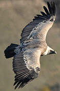 Griffon Vulture