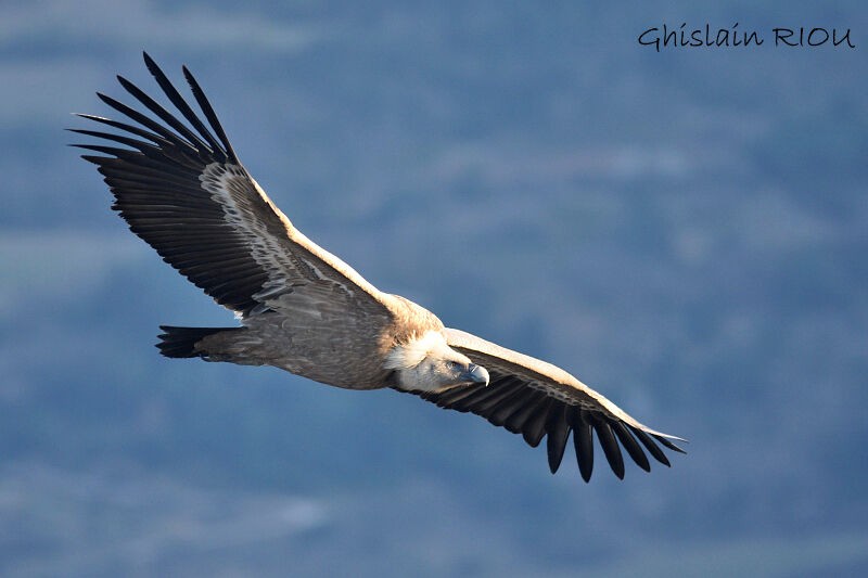 Vautour fauve