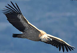 Griffon Vulture