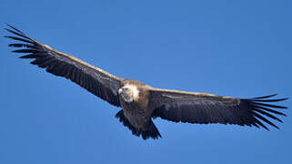 Griffon Vulture