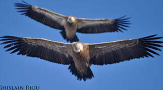 Griffon Vulture