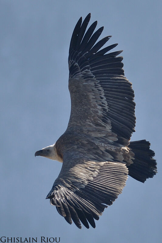 Griffon Vulture